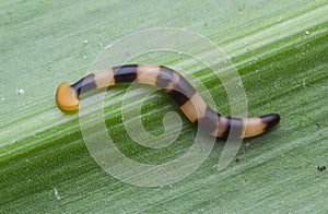 Hammer head worm.