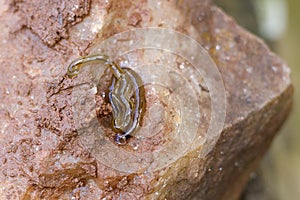 A hammer head worm on a rock