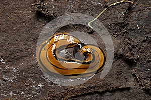 Hammer Headed Slug, Kivikhu village, Nagaland