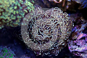 Hammer LPS Coral