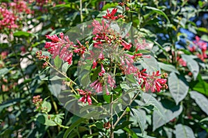 Hammer shrub, pink and red flower buds and leaves, cestrum elegans