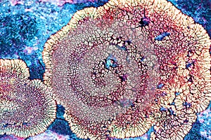 Hammered Shield Lichen or Waxpaper lichen