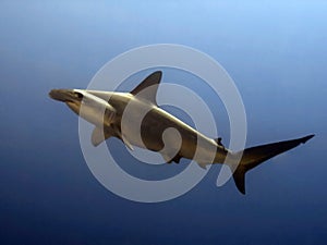 Hammerhead