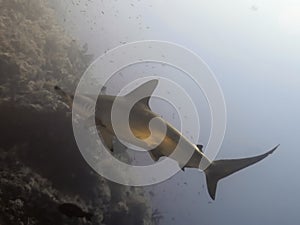 Hammerhead photo