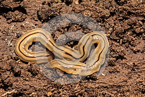 Hammerhead Flatworm