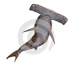 Hammerhead shark