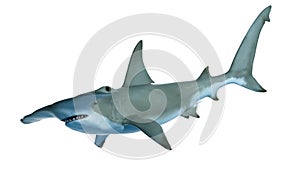 a hammerhead shark