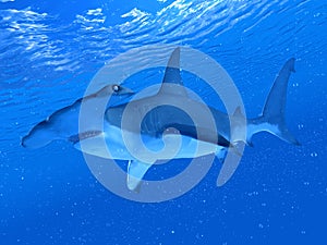 A hammerhead shark