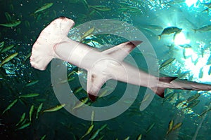 Žralok kladivoun žralok 