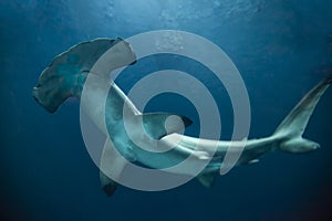 Hammerhead Shark