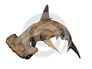 Hammerhead Shark