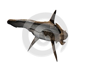 Hammerhead Shark