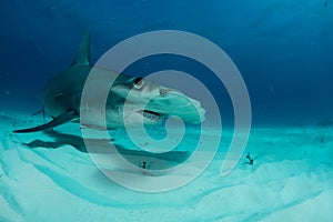 hammerhead shark in Bahamas