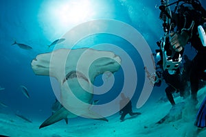 Hammerhead shark in Bahamas