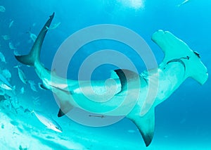 Hammerhead shark in Bahamas