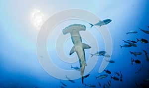 Hammerhead Shark at Cocos Island, Costa Rica