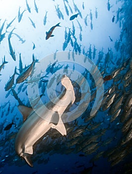 Hammerhead Shark at Cocos Island, Costa Rica