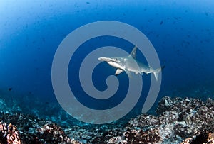 Hammerhead Shark at Cocos Island, Costa Rica