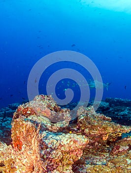 Hammerhead Shark at Cocos Island, Costa Rica