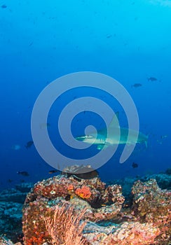 Hammerhead Shark at Cocos Island, Costa Rica