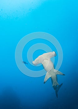 Hammerhead Shark at Cocos Island, Costa Rica