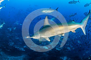 Hammerhead Shark at Cocos Island, Costa Rica