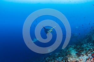 Hammerhead Shark at Cocos Island, Costa Rica