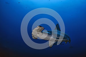 Hammerhead Shark, Darwin Island, Galapagos