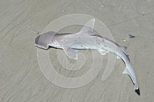 Hammerhead shark on Florida coast