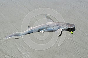 Hammerhead shark on Florida coast