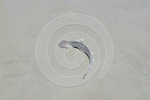 Hammerhead shark on Florida coast