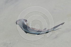 Hammerhead shark on Florida coast