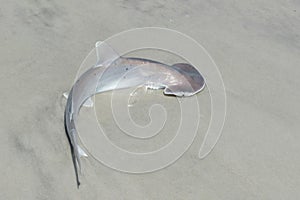 Hammerhead shark on Florida coast