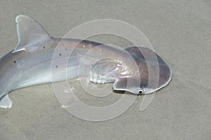 Hammerhead shark on Florida coast