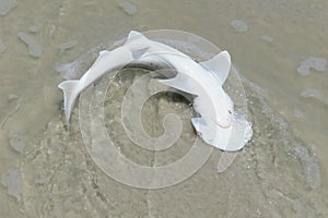Hammerhead shark on Florida coast