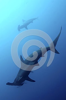 Hammerhead Shark, Galapagos National Park, Ecuador