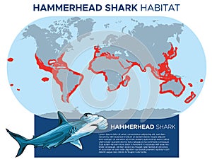 Hammerhead shark habitat