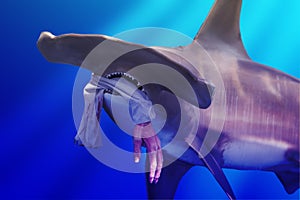 Hammerhead Shark with Hand