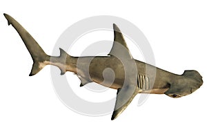 Hammerhead Shark from a High Angle