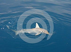 Hammerhead Shark On The Hook