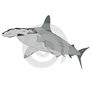 Hammerhead shark illustration