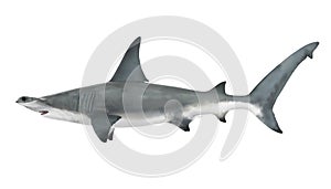 Hammerhead Shark Isolated