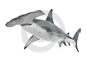 Hammerhead Shark Isolated