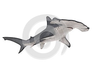 Hammerhead Shark Isolated