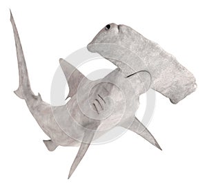 Hammerhead shark isolated on white background