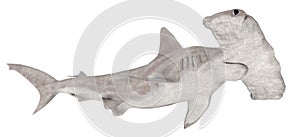 Hammerhead shark isolated on white background