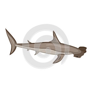 Hammerhead shark isolated on white background. Cartoon character of ocean for children