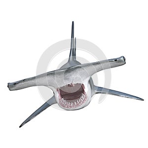 hammerhead shark with jaws open isolated