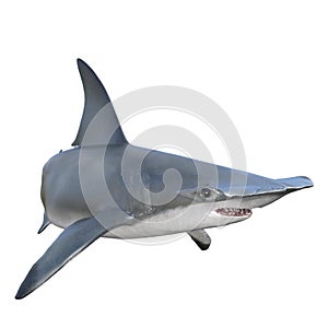 hammerhead shark with jaws open isolated
