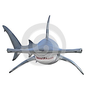 hammerhead shark with jaws open isolated